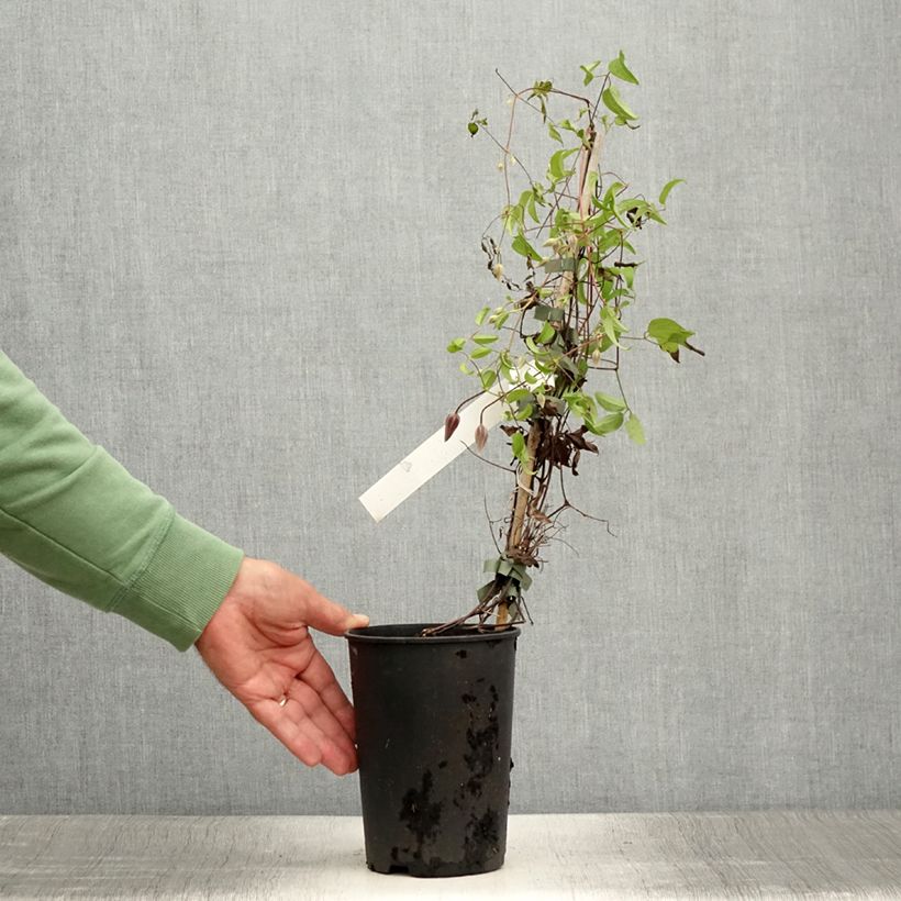 Spécimen de Clématite - Clematis Ruutel Pot de 2L/3L tel que livré en été