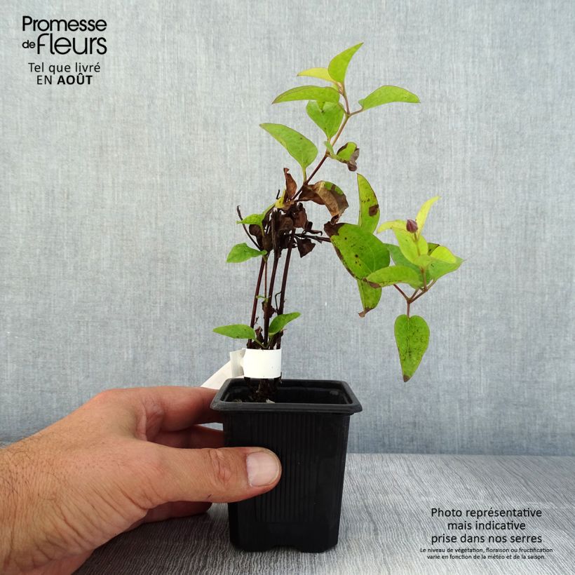 Spécimen de Clématite - Clematis Saphyra Estrella Godet de 8/9 cm tel que livré en été