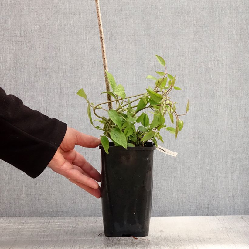 Spécimen de Clématite - Clematis Saphyra Estrella Pot de 1,5/2L. tel que livré au printemps