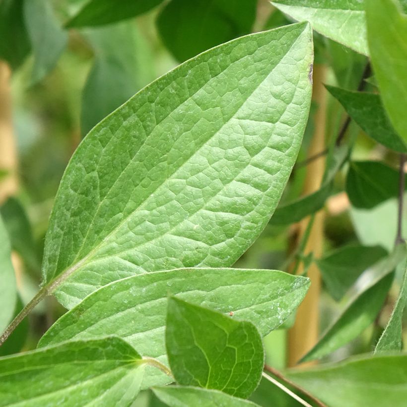 Clématite - Clematis Saphyra Indigo (Feuillage)