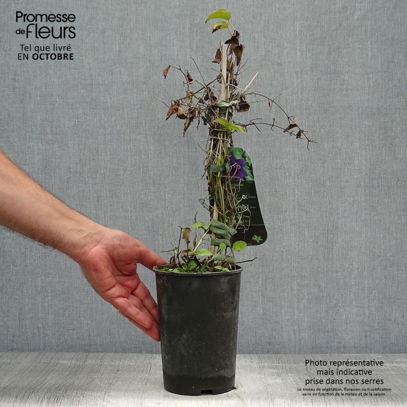 Spécimen de Clématite - Clematis Shin-Shigyoku Pot de 2L/3L tel que livré en automne