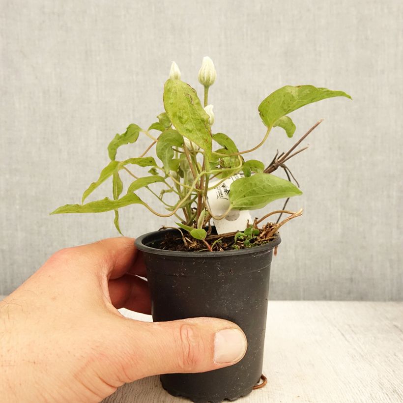 Spécimen de Clématite - Clematis Snow Queen en godet de 9cm tel que livré au printemps