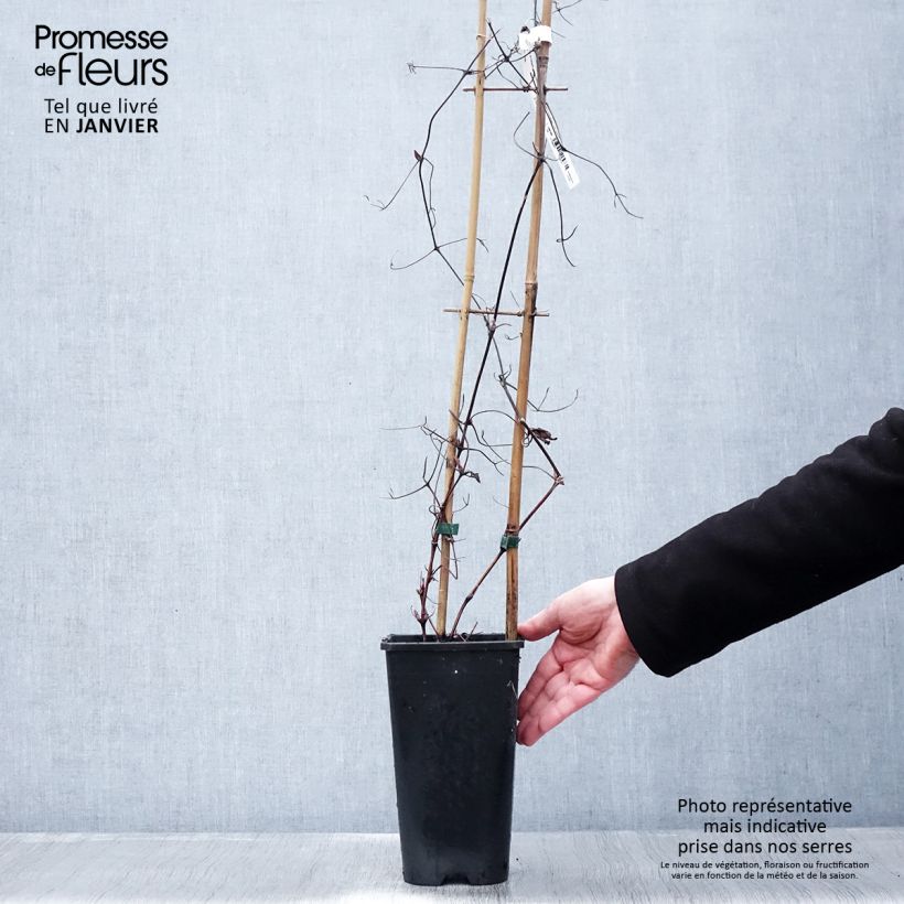 Spécimen de Clématite - Clematis Solidarnosc Pot de 2L/3L tel que livré en hiver