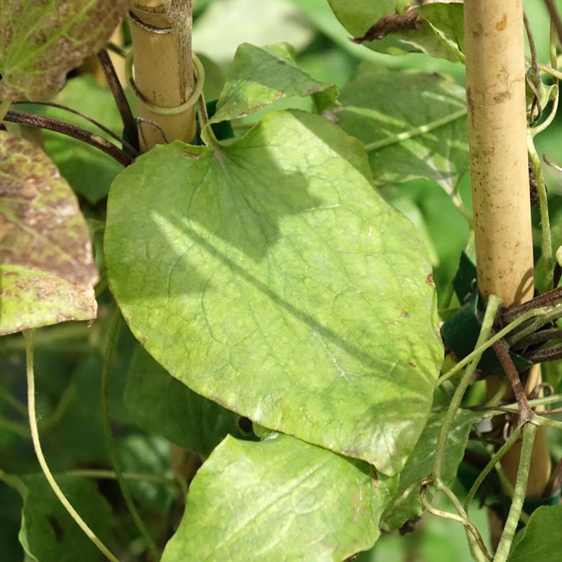 Clématite - Clematis Solidarnosc (Feuillage)