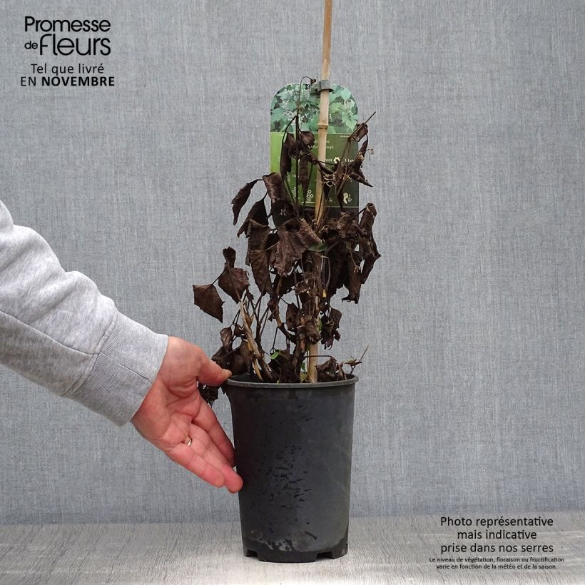 Spécimen de Clématite - Clematis stans Pot de 2L/3L tel que livré en automne