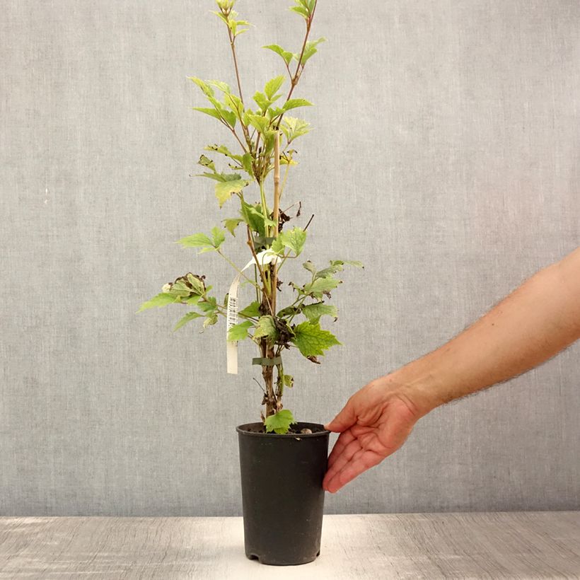 Spécimen de Clématite - Clematis stans Pot de 2L/3L tel que livré en été