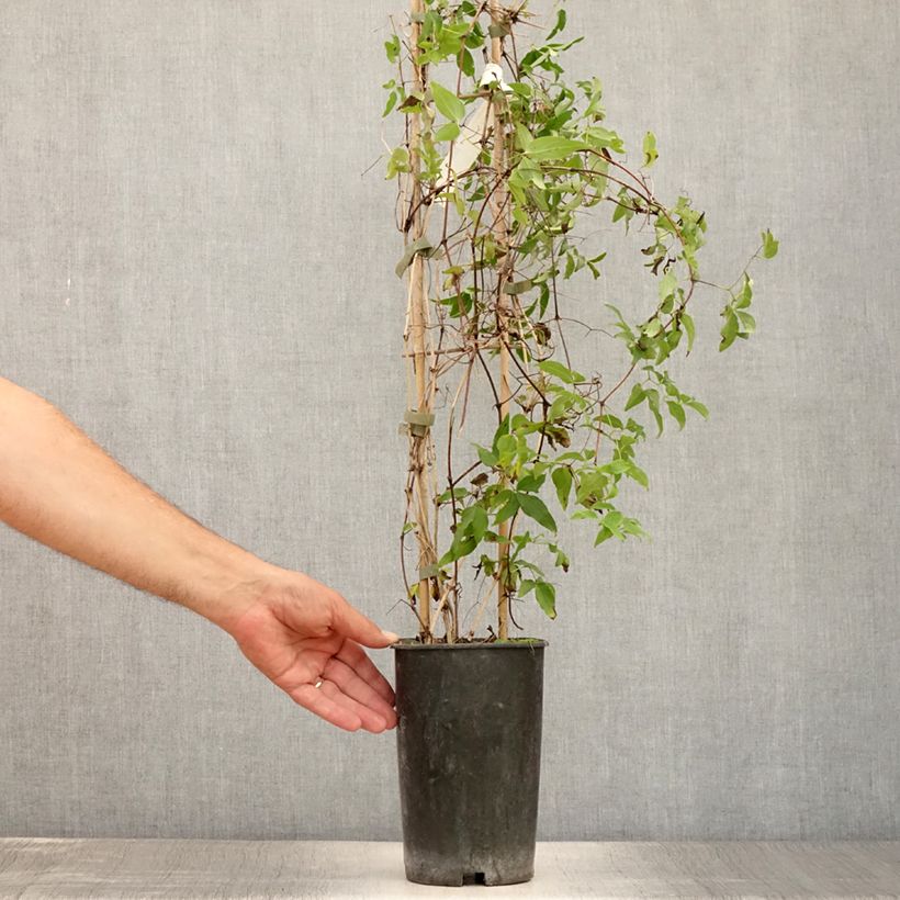 Spécimen de Clématite - Clematis Sugar Sweet (Scented Clem) Pot de 2L/3L tel que livré en été