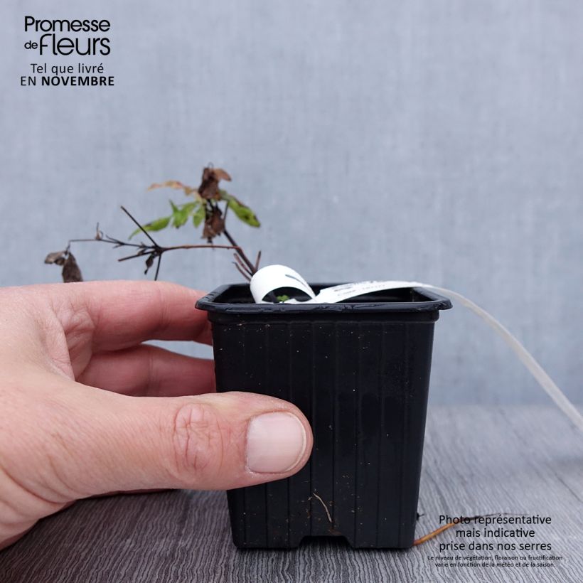 Spécimen de Clématite - Clematis Sunset Godet de 8/9 cm tel que livré en automne