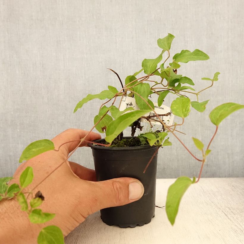Spécimen de Clématite - Clematis Sunset Godet de 8/9 cm tel que livré en été