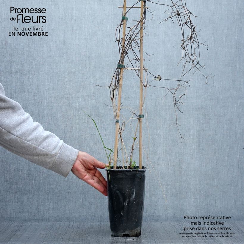 Spécimen de Clématite - Clematis Sunset Pot de 2L/3L tel que livré en automne