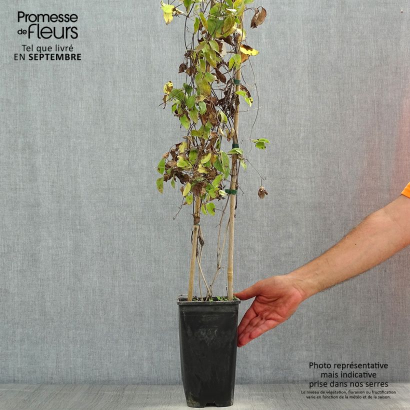 Spécimen de Clématite - Clematis Sunset Pot de 2L/3L tel que livré en été
