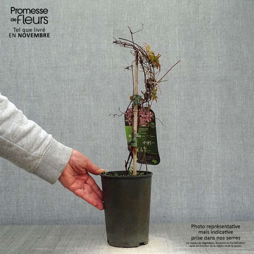 Spécimen de Clématite - Clematis Super Cute Pot de 2L/3L tel que livré en automne