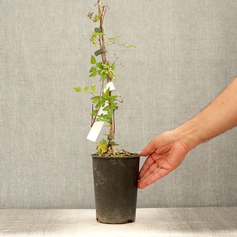 Spécimen de Clématite - Clematis Super Nova   Pot de 2L/3L tel que livré en été