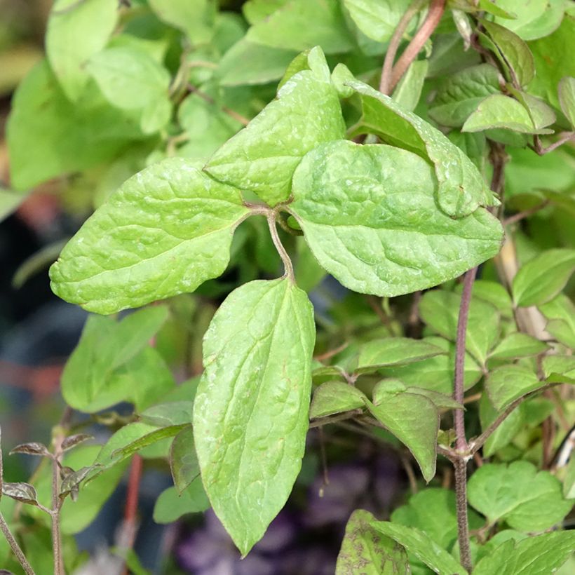 Clématite - Clematis Super Nova (Feuillage)