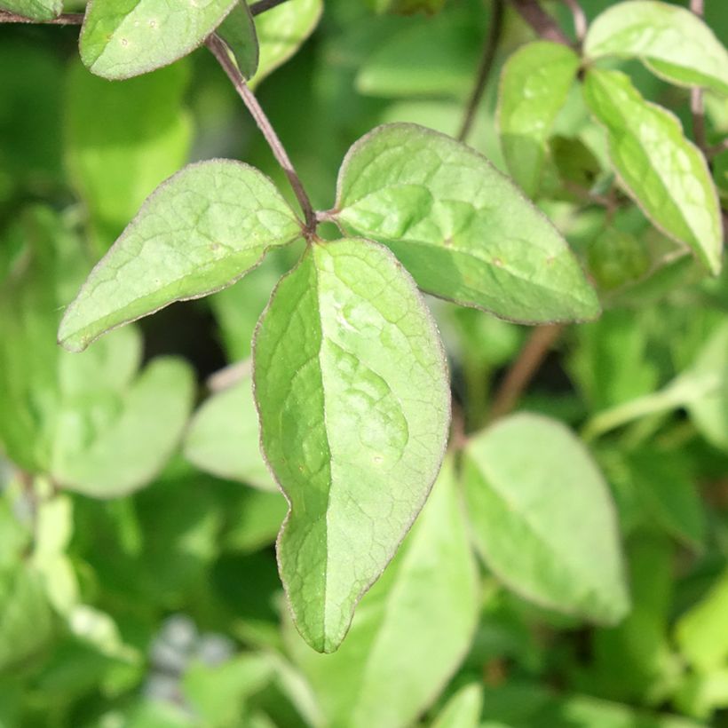 Clématite - Clematis Supernight (Feuillage)
