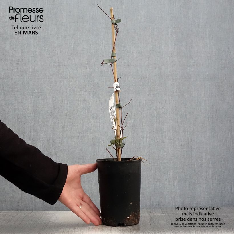 Spécimen de Clématite - Clematis Taiga en pot de 2/3 litres tel que livré au printemps