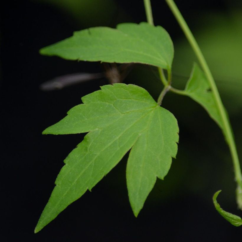 Clématite - Clematis tangutica Grace (Feuillage)