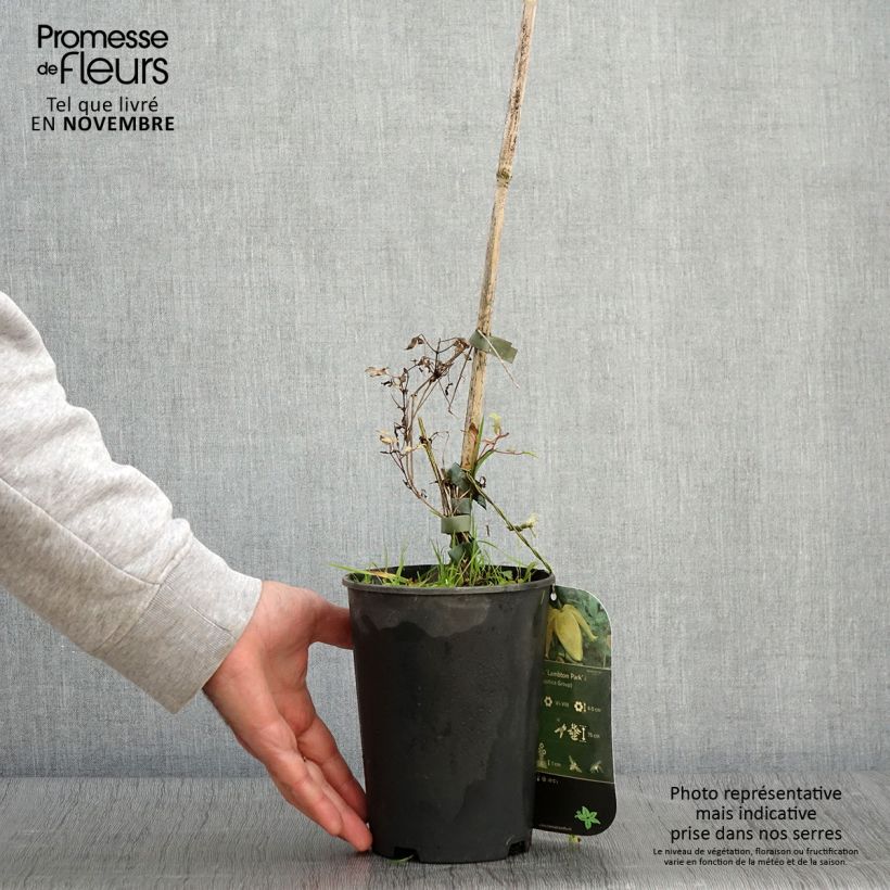 Spécimen de Clématite - Clematis tangutica Lambton Park Pot de 2L/3L tel que livré en automne