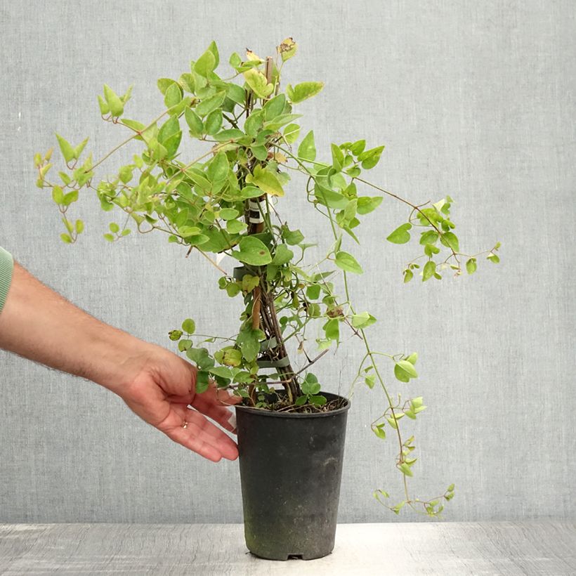 Spécimen de Clématite - Clematis terniflora Pot de 2L/3L tel que livré en été