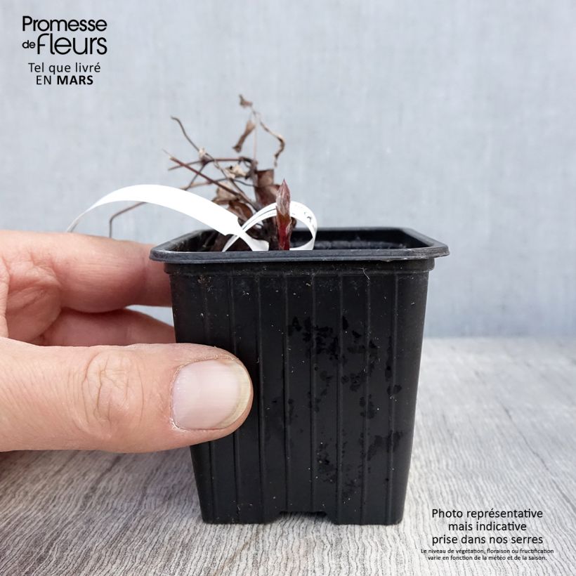Spécimen de Clématite - Clematis The President en godet de 9cm tel que livré au printemps