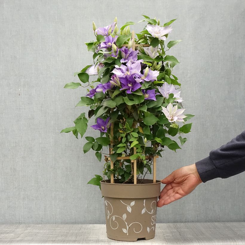 Spécimen de Clématite - Clematis Three Sisters trio bleu - Pot de 6L/7L tel que livré au printemps