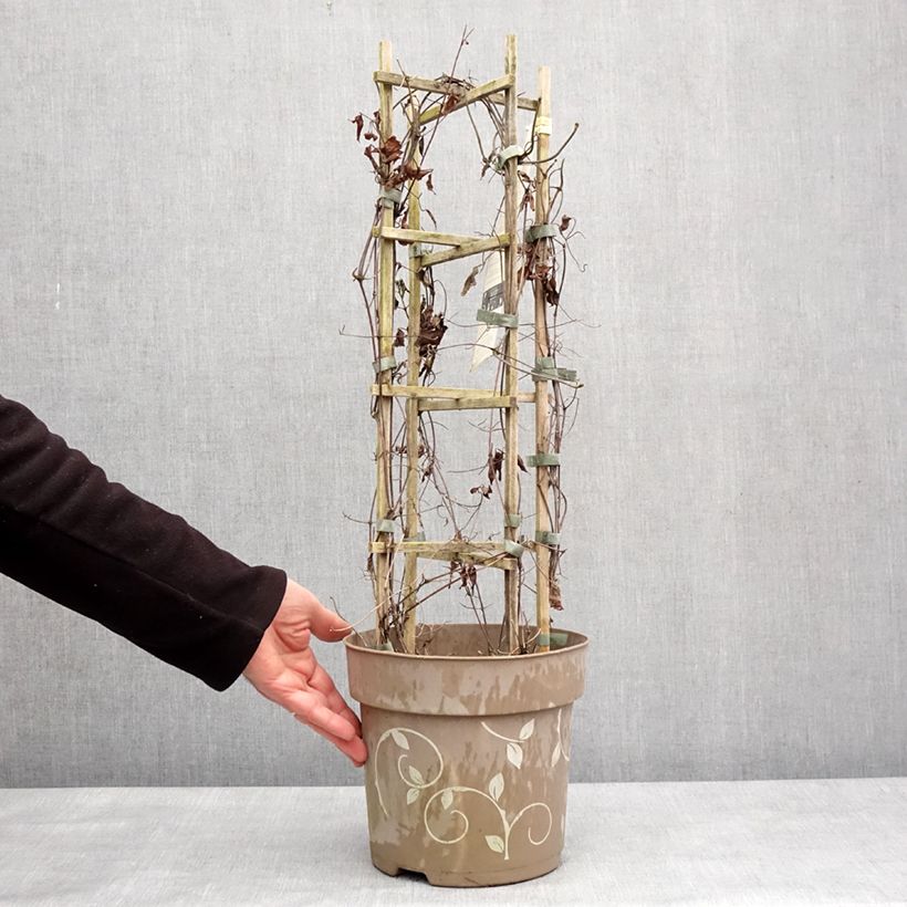 Spécimen de Clématite - Clematis Three Sisters trio rose Pot de 6L/7L tel que livré en hiver