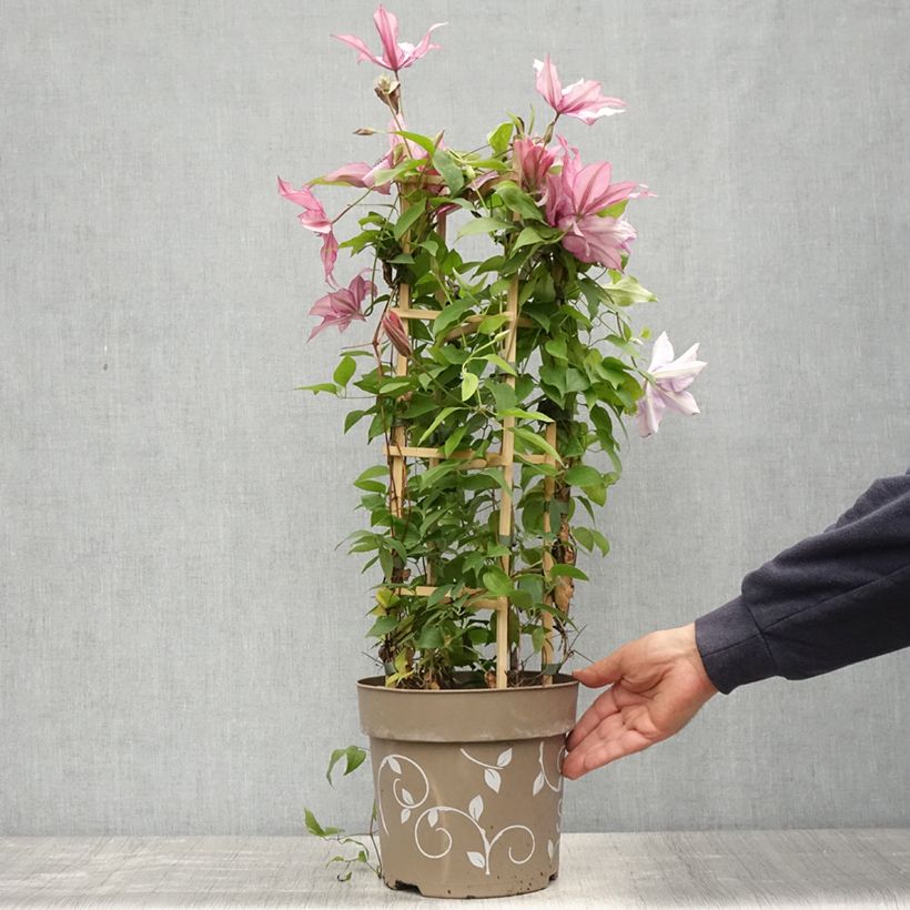 Spécimen de Clématite - Clematis Three Sisters trio rose - Pot de 6L/7L tel que livré au printemps
