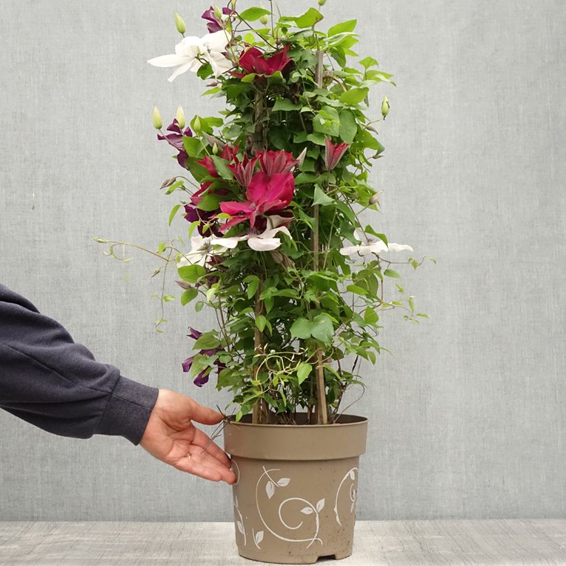 Spécimen de Clématite - Clematis Three Sisters trio rouge - Pot de 6L/7L tel que livré au printemps