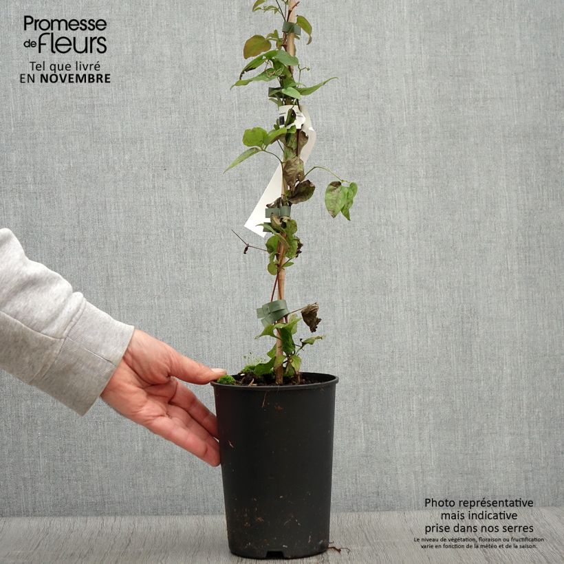 Spécimen de Clématite - Clematis Trikatrei Pot de 2L/3L tel que livré en automne