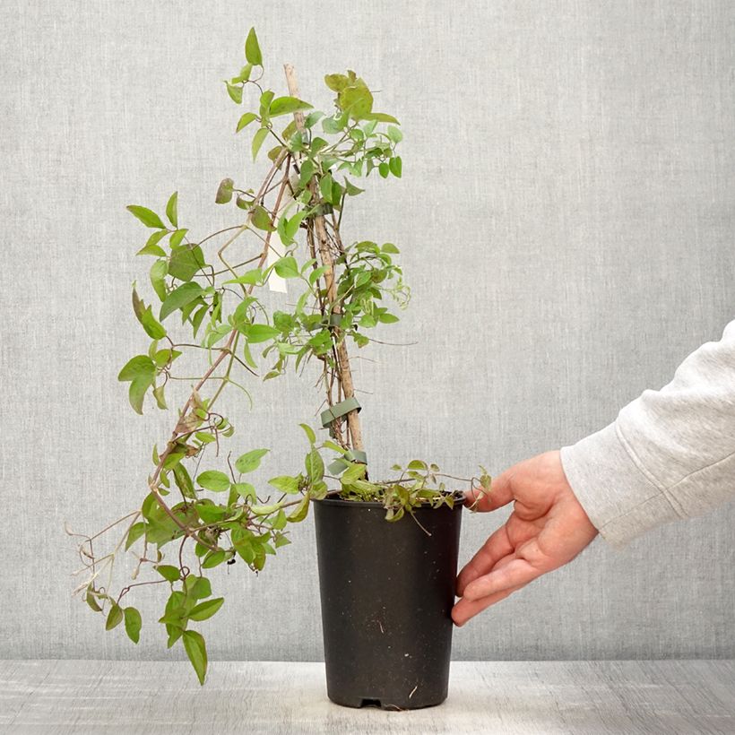 Spécimen de Clématite - Clematis Trikatrei Pot de 2L/3L tel que livré au printemps