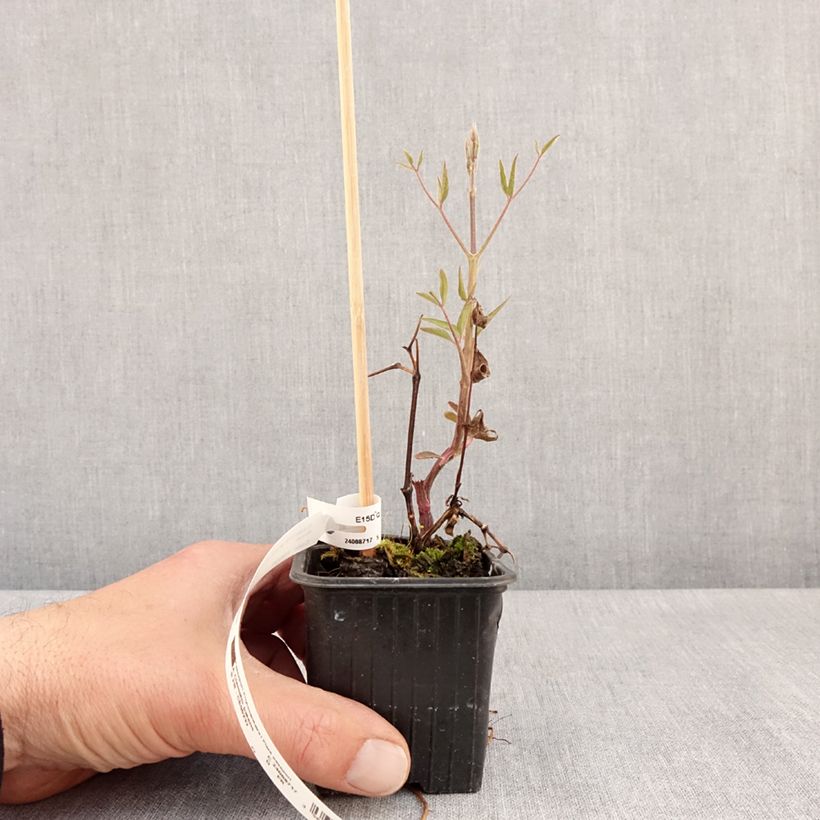 Spécimen de Clématite - Clematis Ville de Lyon en godet de 9cm tel que livré au printemps