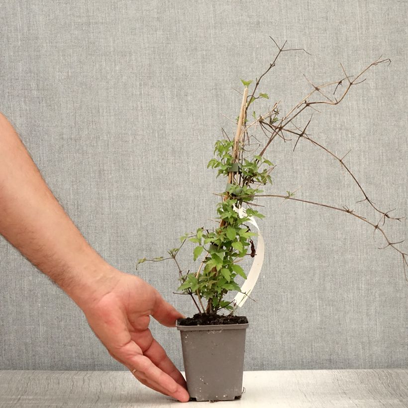 Spécimen de Clématite - Clematis vitalba Godet de 8/9 cm tel que livré en été