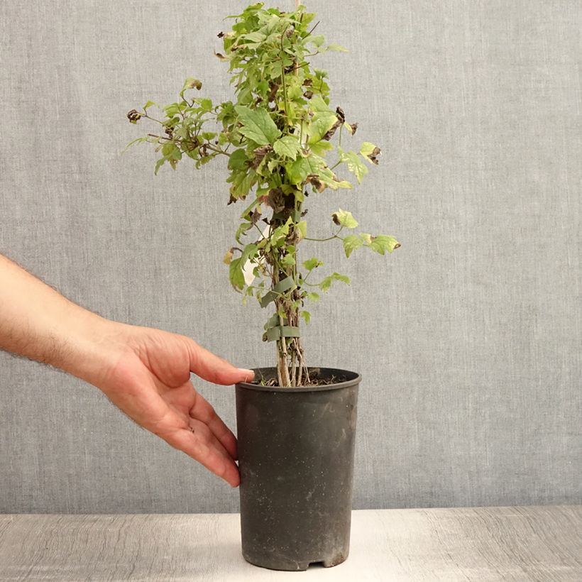 Spécimen de Clématite - Clematis vitalba Pot de 2L/3L tel que livré en été