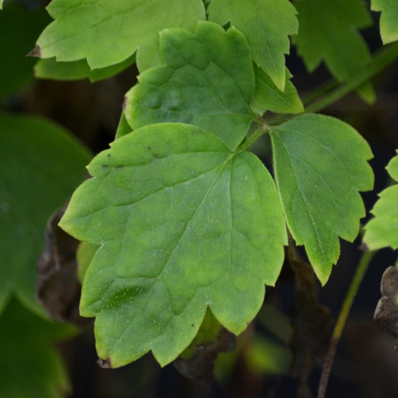 Clématite - Clematis vitalba Trichotoma (Feuillage)