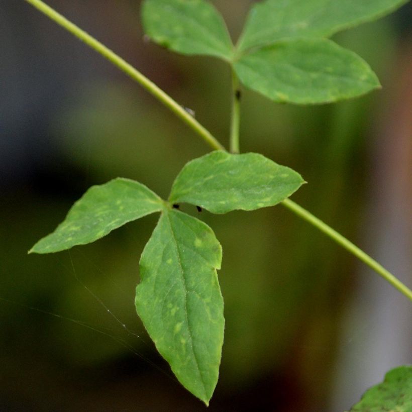 Clématite - Clematis viticella Alba Luxurians (Feuillage)