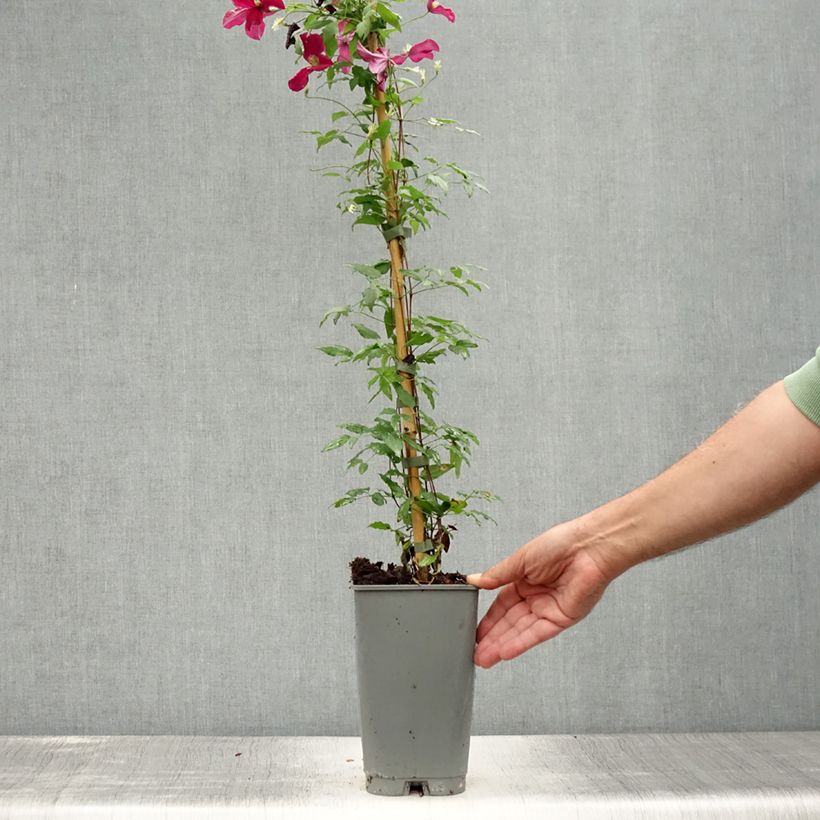 Spécimen de Clématite - Clematis viticella Burning Love Pot de 2L/3L tel que livré en été