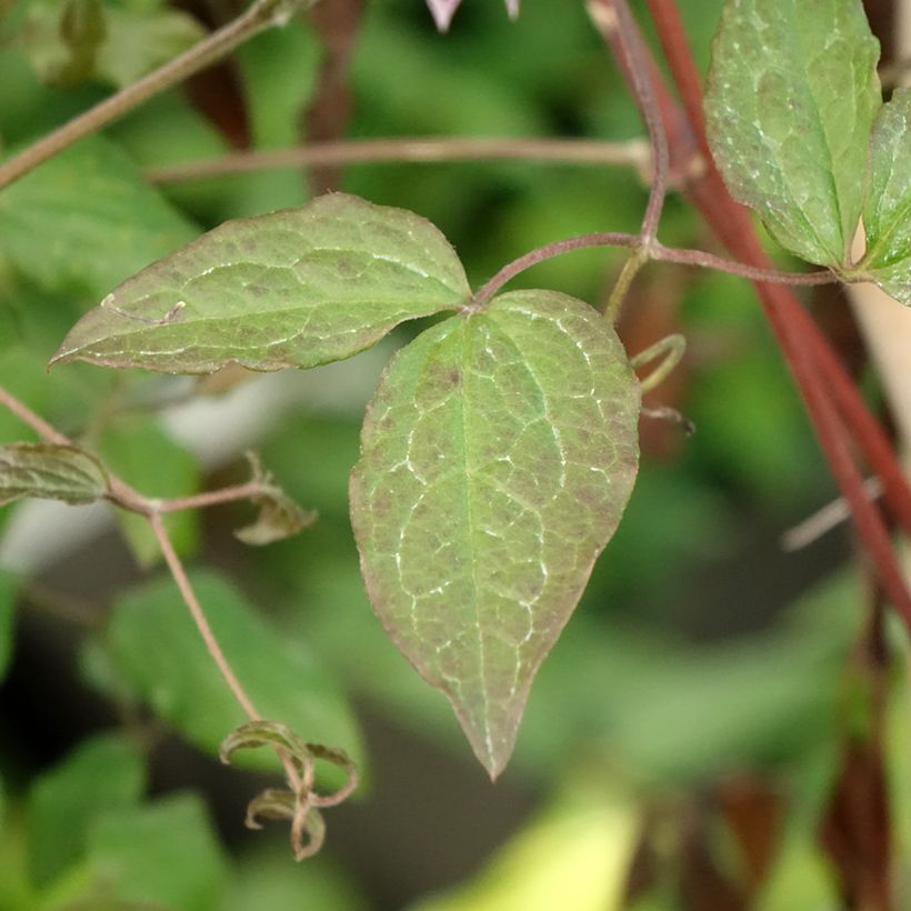 Clématite - Clematis viticella Burning Love (Feuillage)