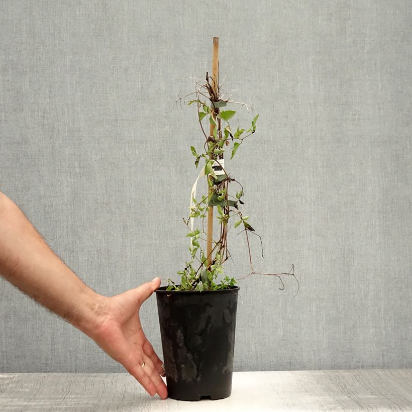 Spécimen de Clématite - Clematis viticella Caerulea Luxurians Pot de 2L/3L tel que livré en été