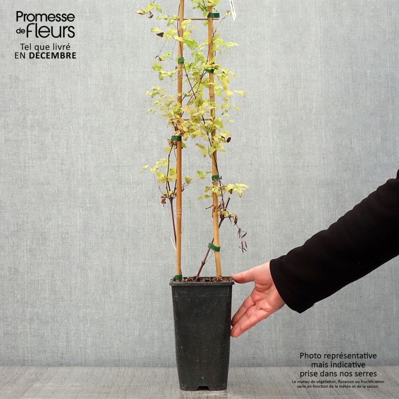 Spécimen de Clématite - Clematis viticella Krakowiak Pot de 3L/4L tel que livré en automne