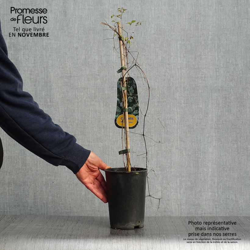 Spécimen de Clématite - Clematis viticella Maria Cornelia Pot de 2L/3L tel que livré en automne