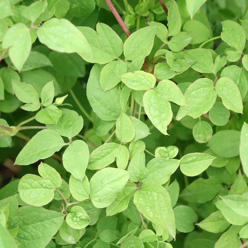 Clématite - Clematis viticella Maria Cornelia (Feuillage)
