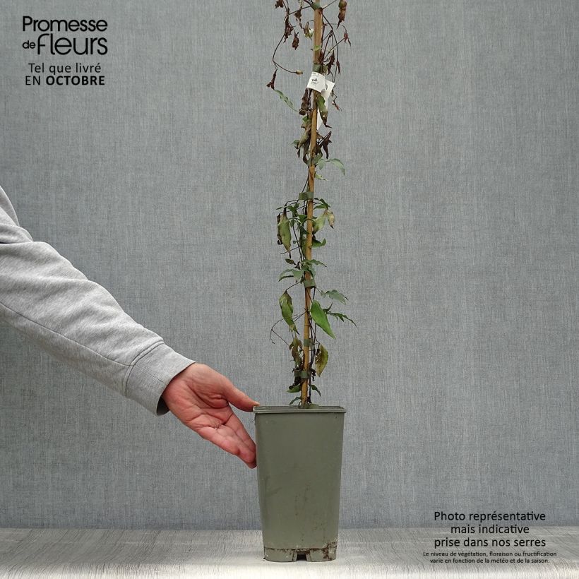 Spécimen de Clématite - Clematis viticella Panther Pot de 2L/3L tel que livré en automne