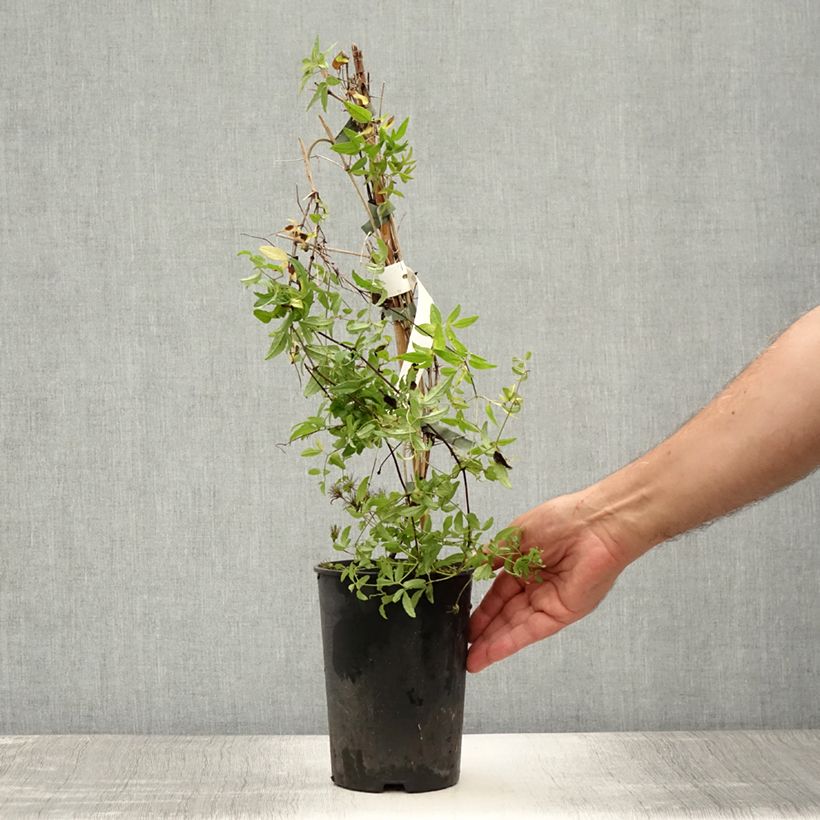 Spécimen de Clématite - Clematis viticella Rosalyn Pot de 2L/3L tel que livré en été