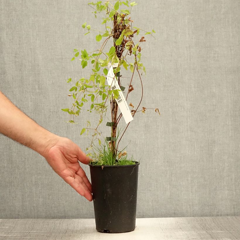 Spécimen de Clématite - Clematis viticella Royal Velours Pot de 2L/3L tel que livré en été