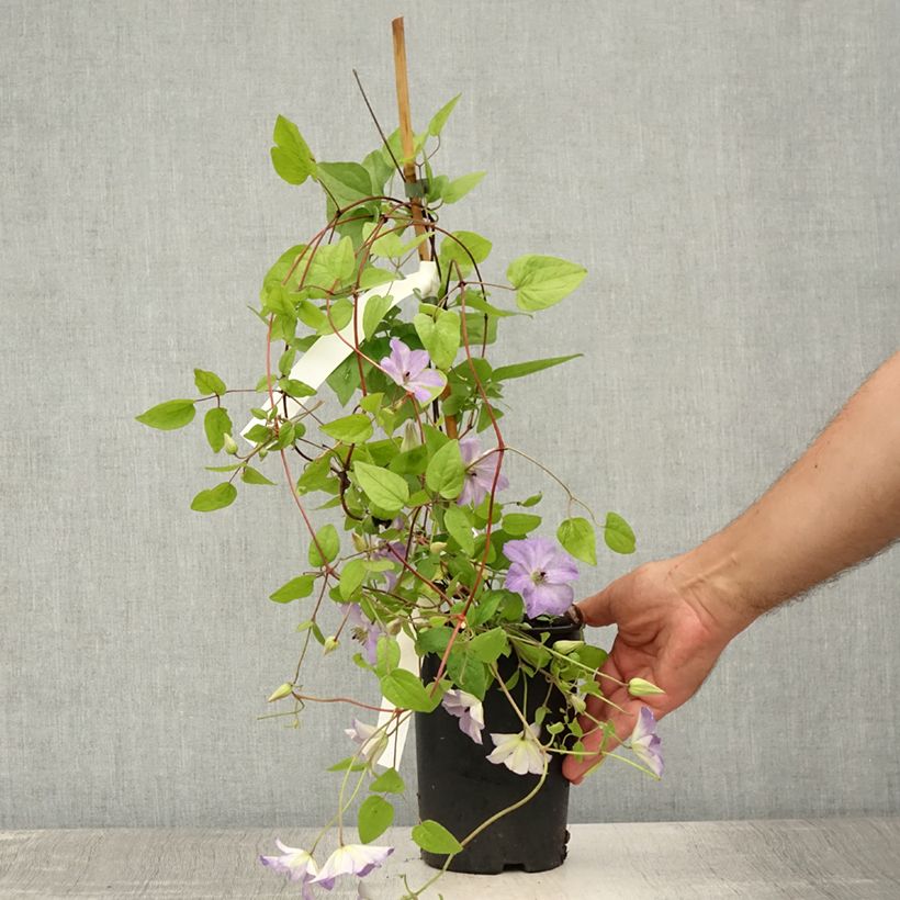 Spécimen de Clématite - Clematis viticella Sea Breeze Pot de 2L/3L tel que livré en été