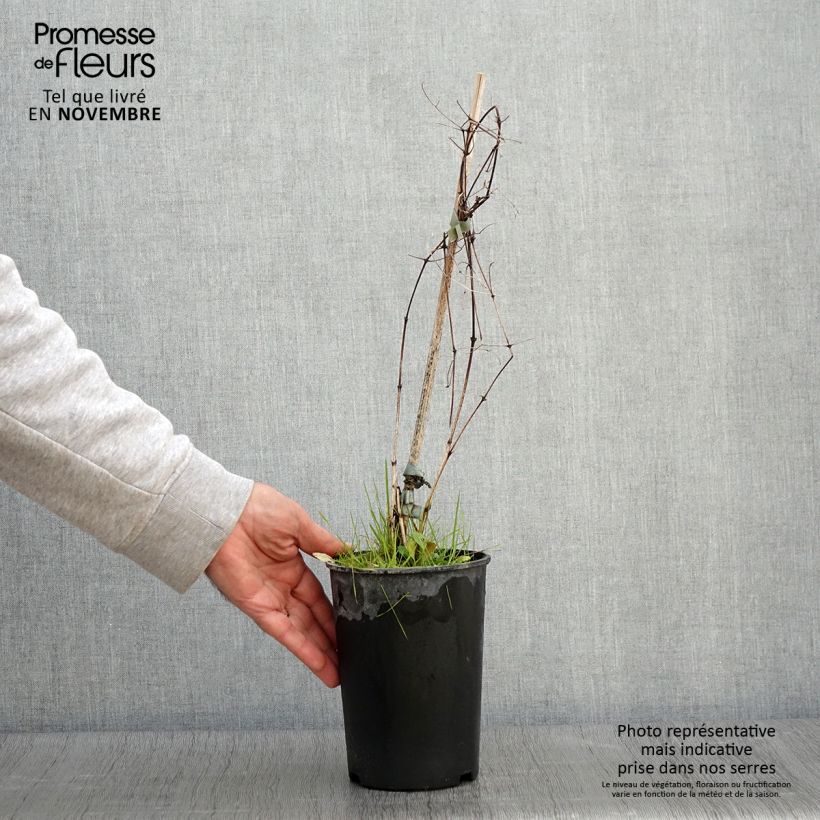 Spécimen de Clématite - Clematis viticella Sunny Sky Pot de 2L/3L tel que livré en automne