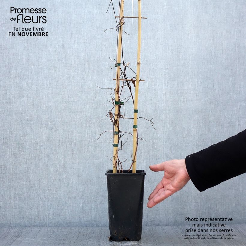 Spécimen de Clématite - Clematis Viva Polonia Pot de 2L/3L tel que livré en automne