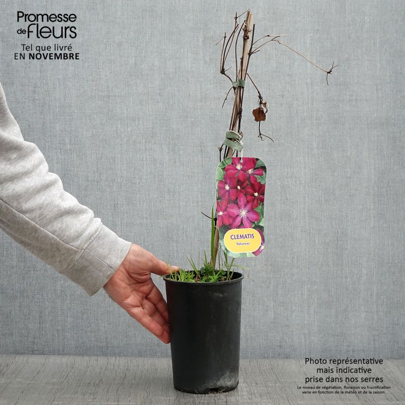 Spécimen de Clématite - Clematis Voluceau Pot de 2L/3L tel que livré en automne