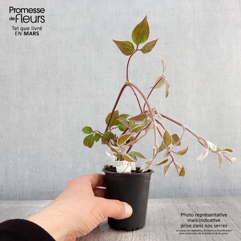 Spécimen de Clématite - Clematis Vyvyan Pennell en godet de 9cm tel que livré au printemps