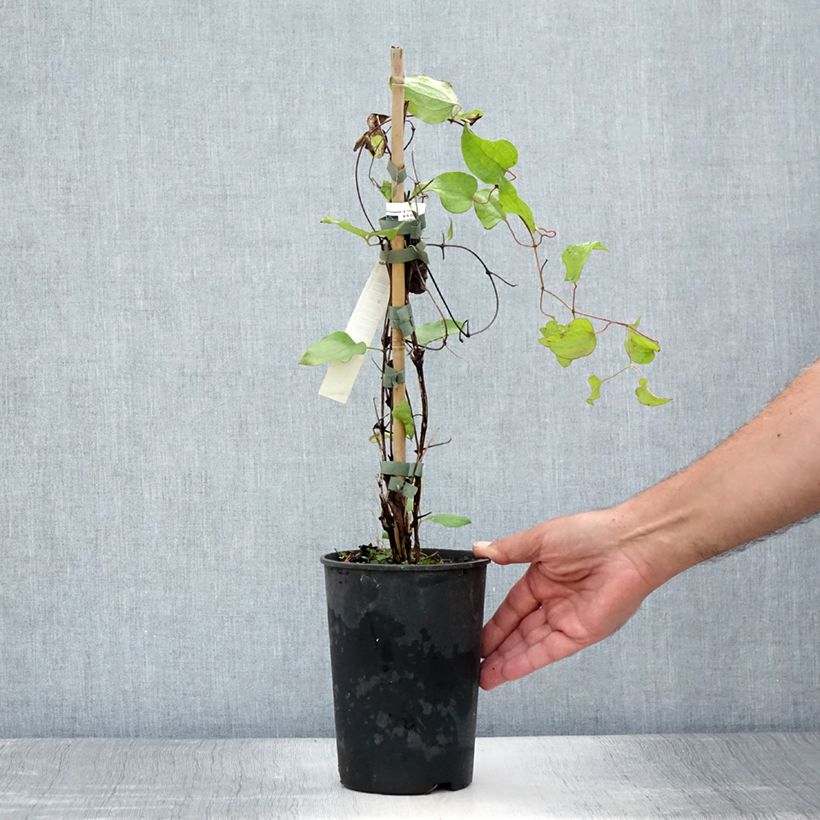 Spécimen de Clématite - Clematis Vyvyan Pennell Pot de 2L/3L tel que livré en été